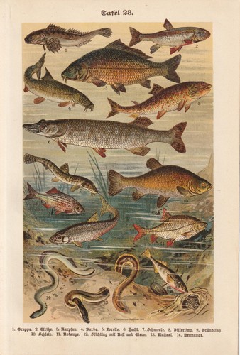 Fische hecht karpfen schmerle - fische,