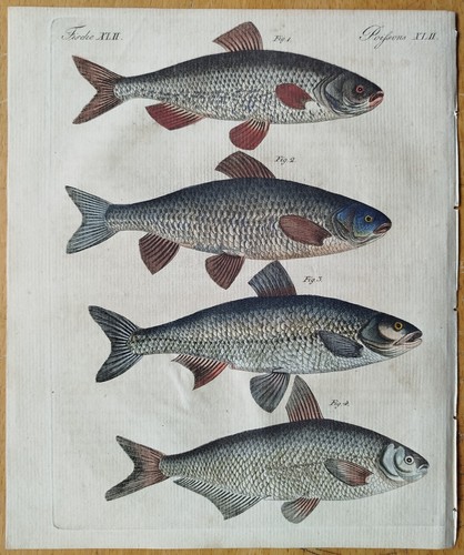 Fluß fische aland rotauge - fluß-fische,