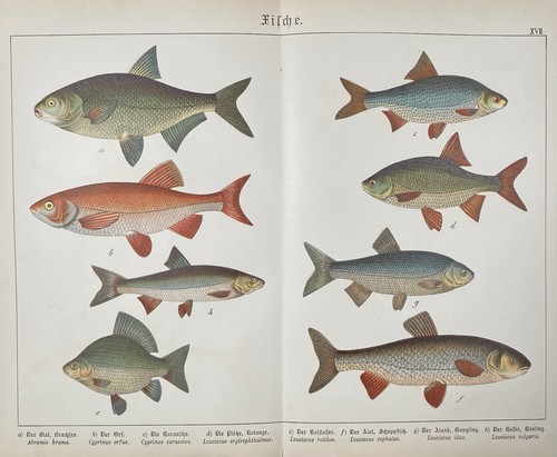 Antike grafik fauna - antike, fauna: