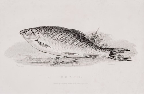 Plötze rotauge fisch - rotauge, roach