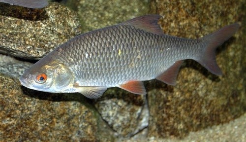 Köderfische stück 11 - stück, 10-11