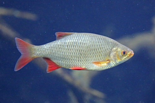 Köderfische gefroren