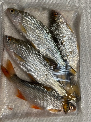Köderfische rotaugen rotfeder - köderfische, rotaugen/rotfeder