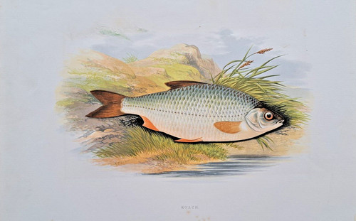 Fisch plötze rotauge - fisch,